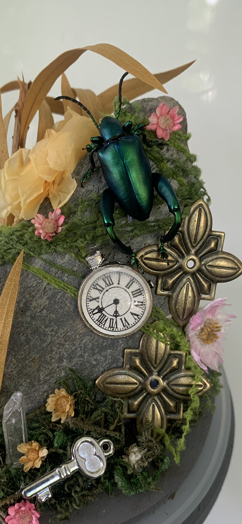 Small Green Beetle Dome (Sagra Longicollis)