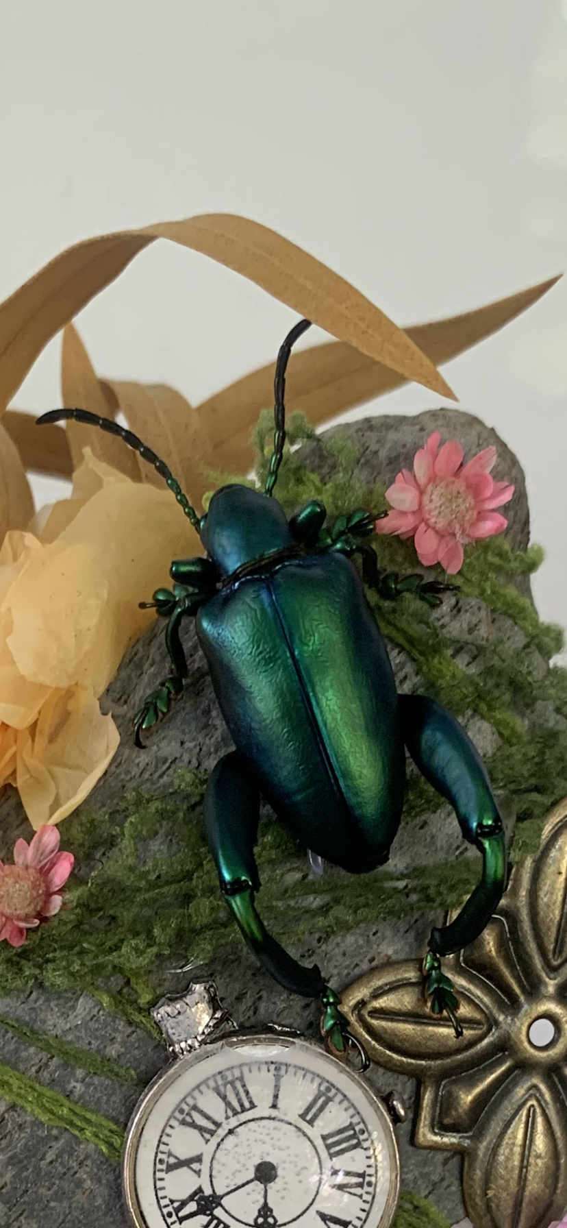 Small Green Beetle Dome (Sagra Longicollis)