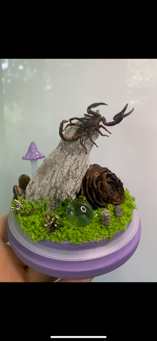 Small Scorpio Dome