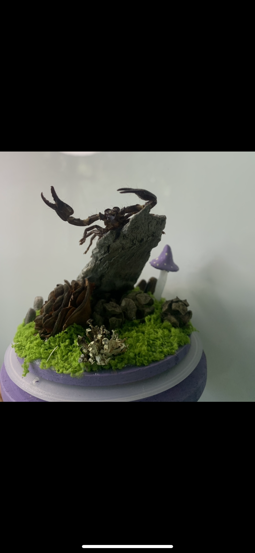 Small Scorpio Dome