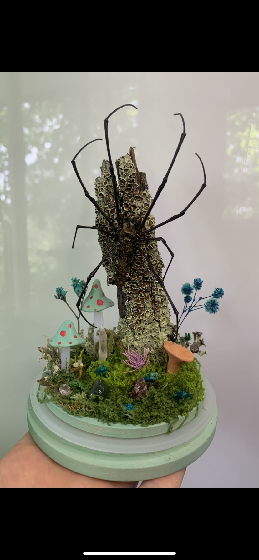 Large Orb Spider Dome