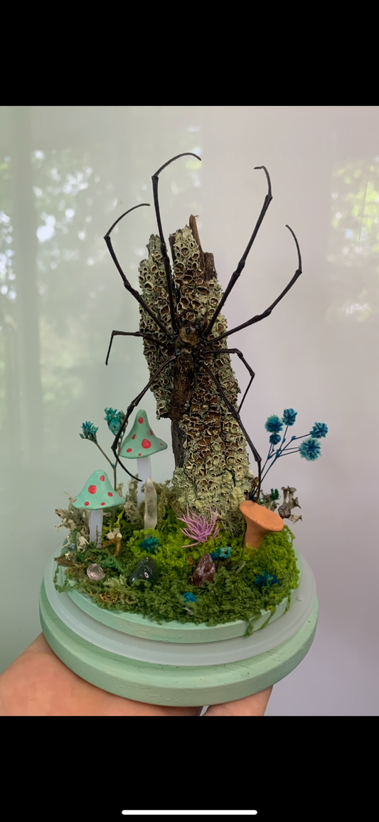 Large Orb Spider Dome