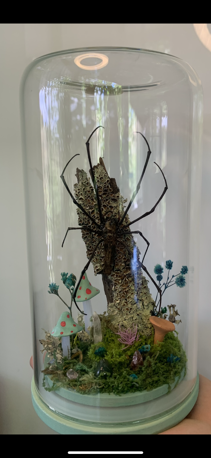 Large Orb Spider Dome