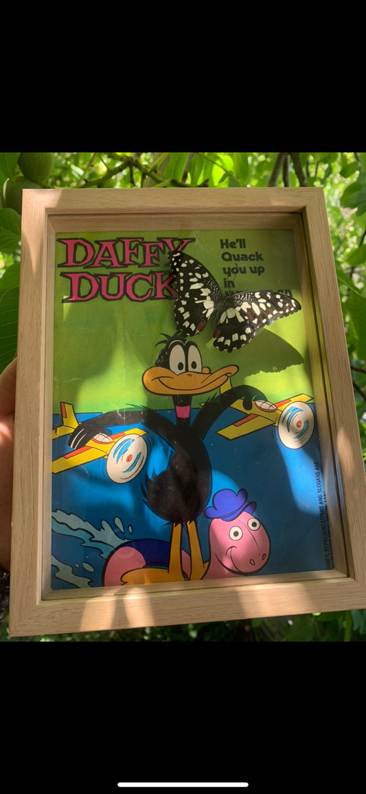 Vintage Daffy Comic Butterfly Frame (Papilio demoleus libanius)