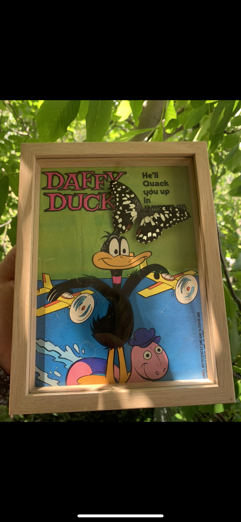 Vintage Daffy Comic Butterfly Frame (Papilio demoleus libanius)
