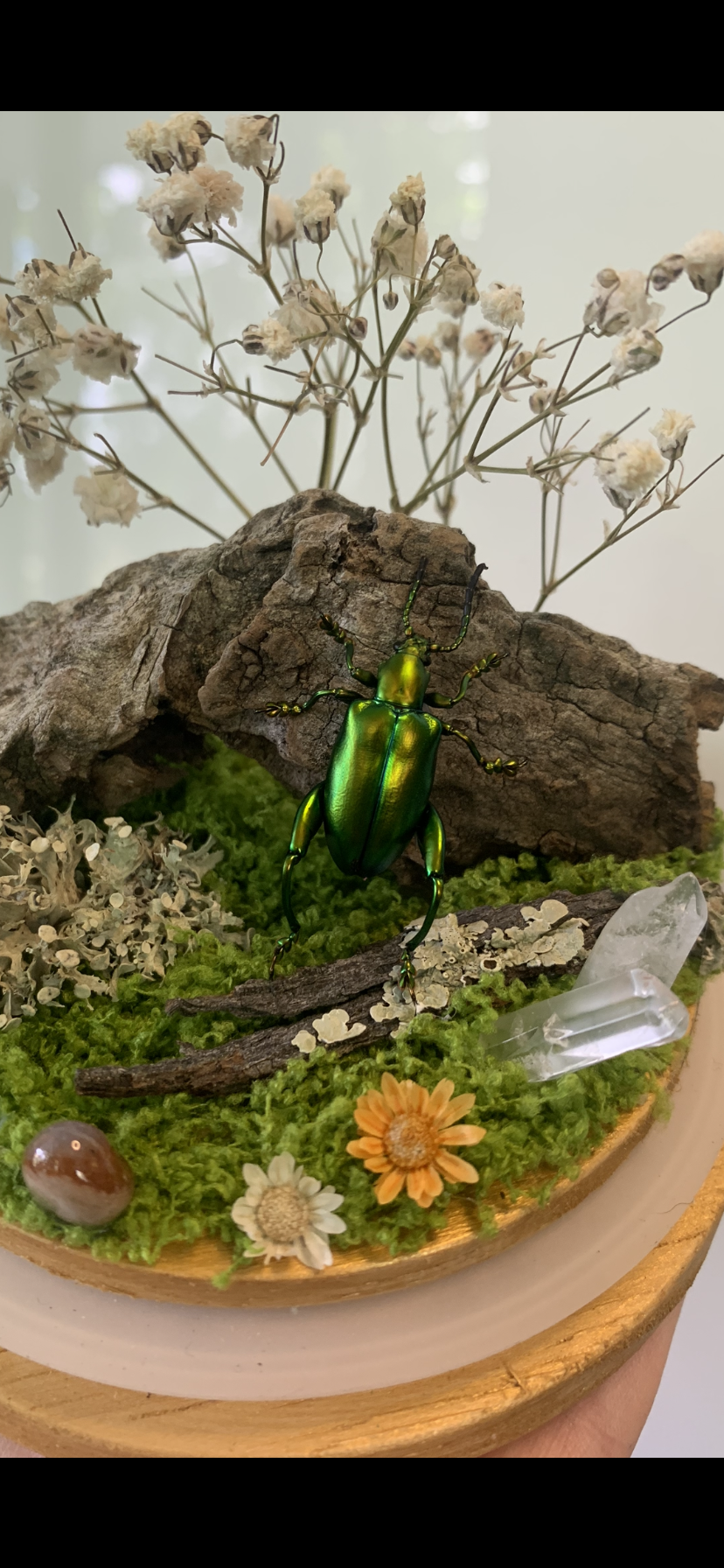 Small Beetle Dome (Sagra Longicollis)