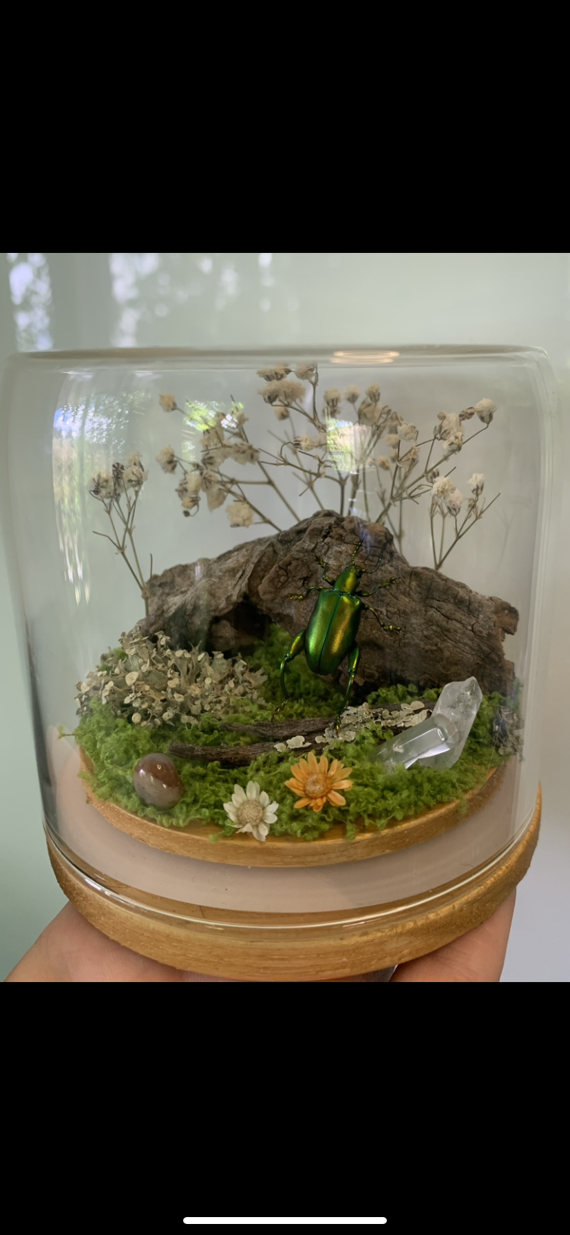 Small Beetle Dome (Sagra Longicollis)
